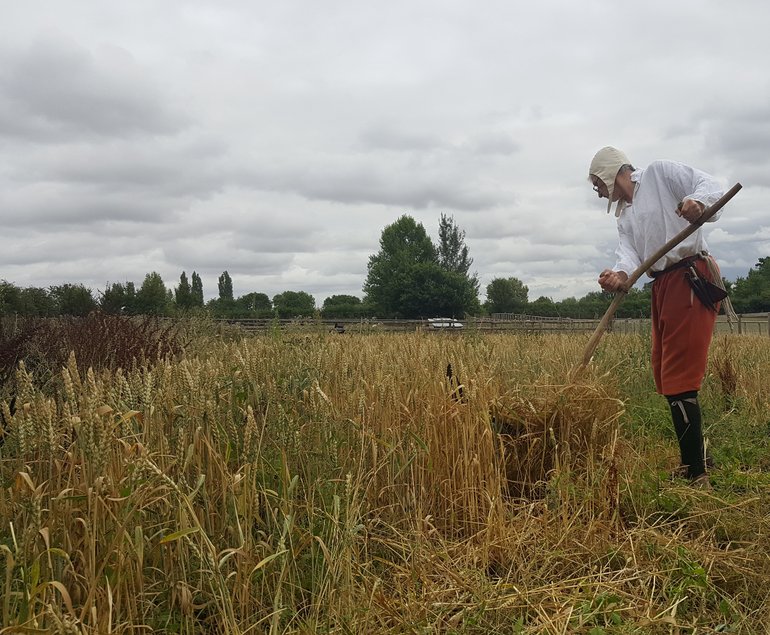 Harvesting at Mary Arden's Farm