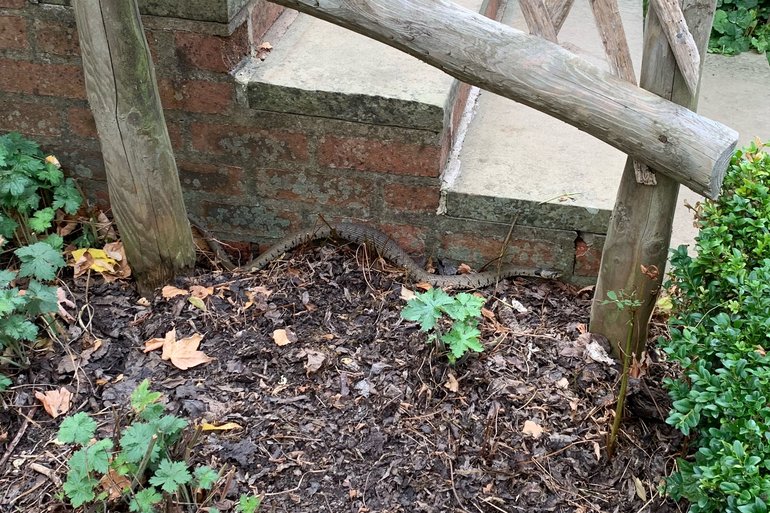 AHC Grass Snake Cropped