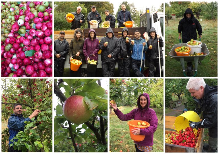 Apple picking at Anne Hathaway's Cottage