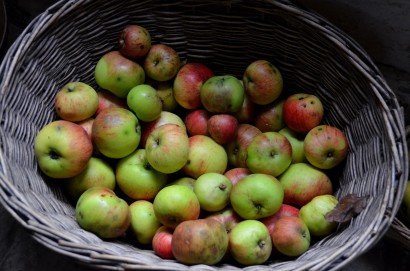 Basket of apples