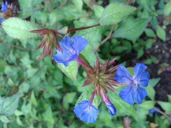 Ceratostigma willmottianum