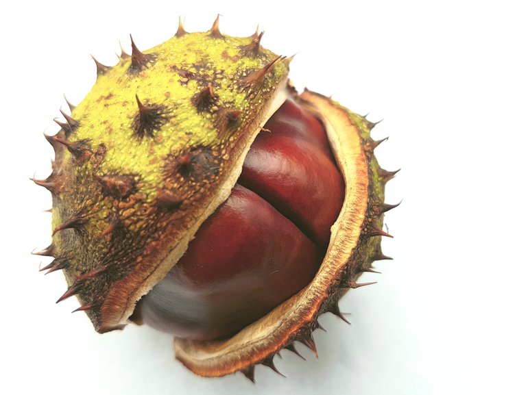 Conker