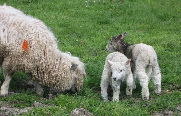 Cotswold lambs