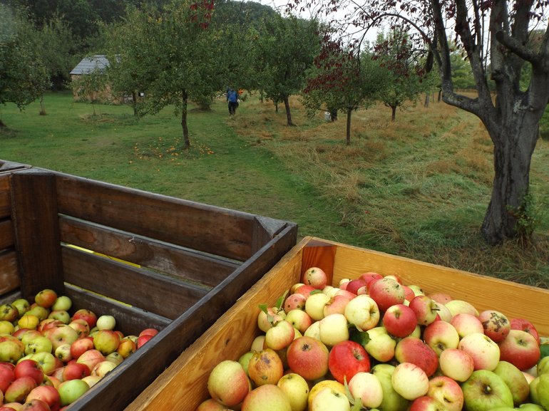 Apple picking at Anne Hathaway's Cottage