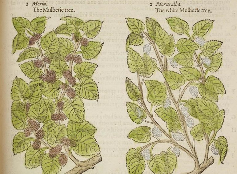 Engraving taken from the Herball.jpg