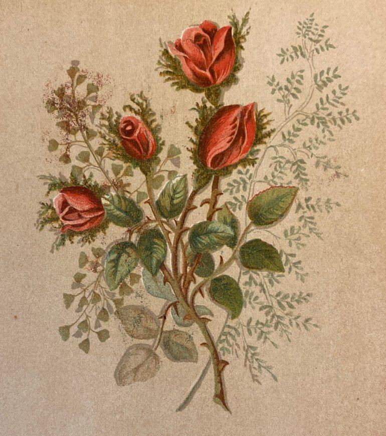 Flowers of Shakespeare King Richard VIOLA_pagejpegROSES.jpg