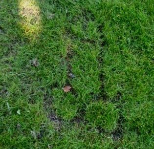 Birthplace - grass blade 'artwork'