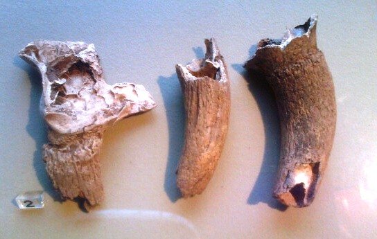 Horn Cores found in a pit just outside of Hall's Croft in the garden.