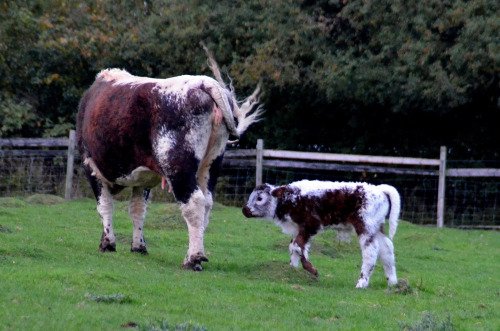 Longhorn bull calf