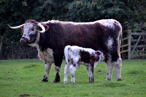 Longhorn bull calf