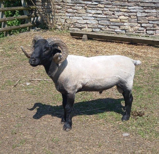 A ram with curly horns, black head, black legs, and a white body. It is standing in one of the fields at Mary Arden's Farm with a trough and stone wall behind.