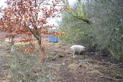 Mangalitza Pigs at MAF