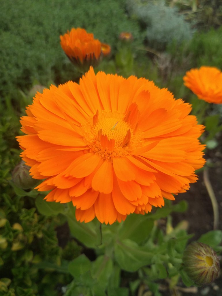 Marigold in SBT garden.jpg