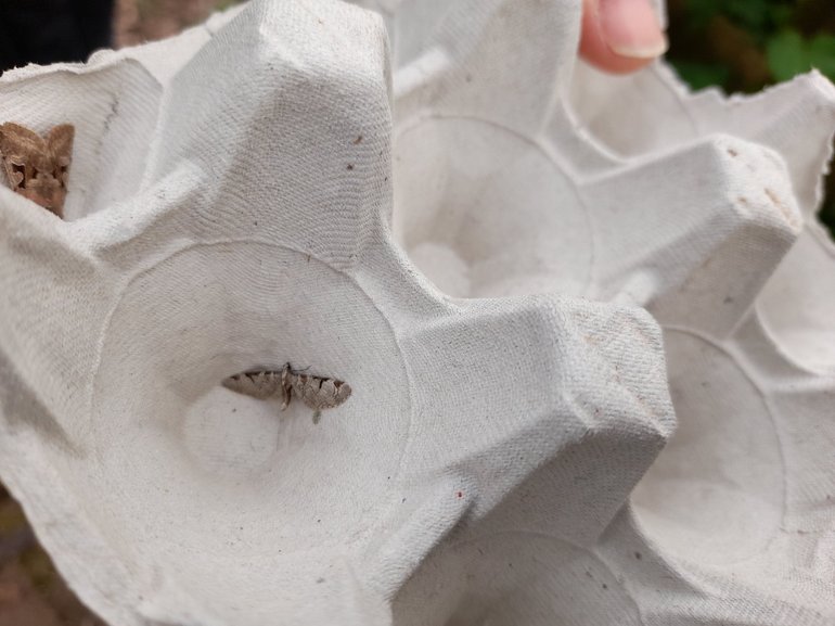 A moth with light grey wings and a black patternation towards the front, caught inside an empty egg container.