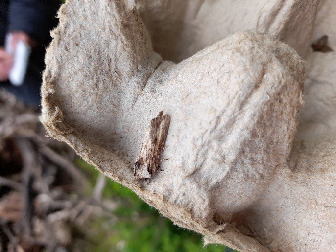 A moth with wings that have the colour and texture of aged paper, caught inside an empty egg container.