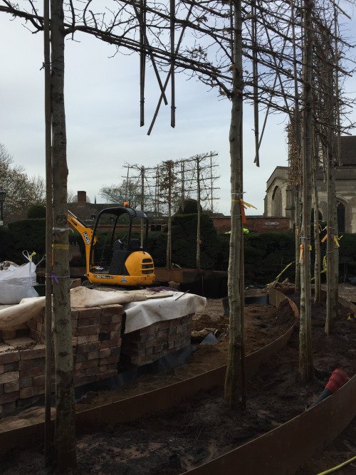 New Place Under Construction, In the foreground are some of the tall hornbeams, with their branches fixed to a wooden frame between them . Another part of this screen is shown in the background. In between is some sort of yellow mechanical digger.