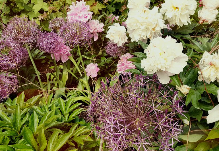 New Place; Allium christophii