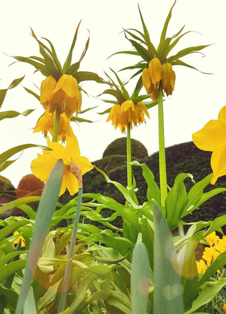 New Place, Fritillaria imperalis