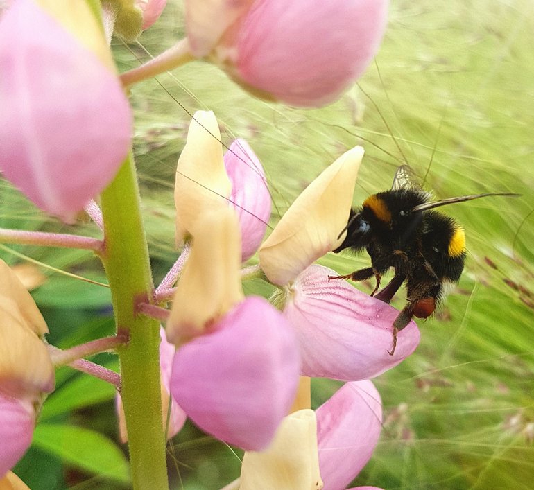 NP; bee on lupins
