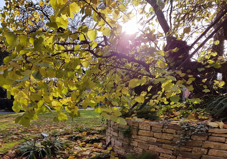 New Place, black mulberry tree, autumn