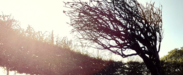 New Place, Bronze Hawthorn Tree