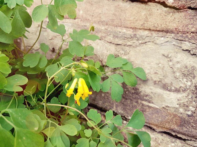 New Place, Corydalis lutea growing in wall