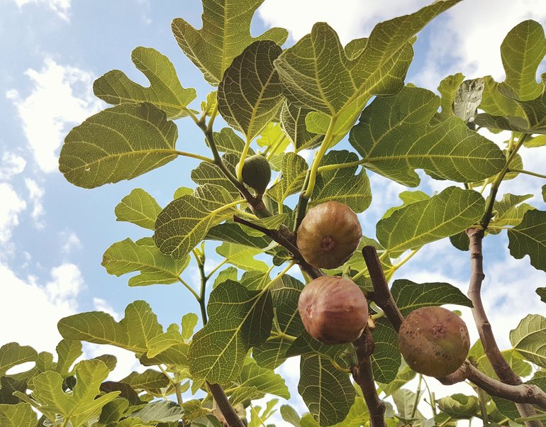 New Place, Knot Garden figs