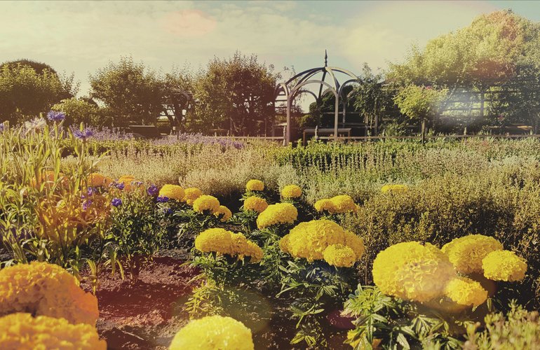 New Place; knot garden