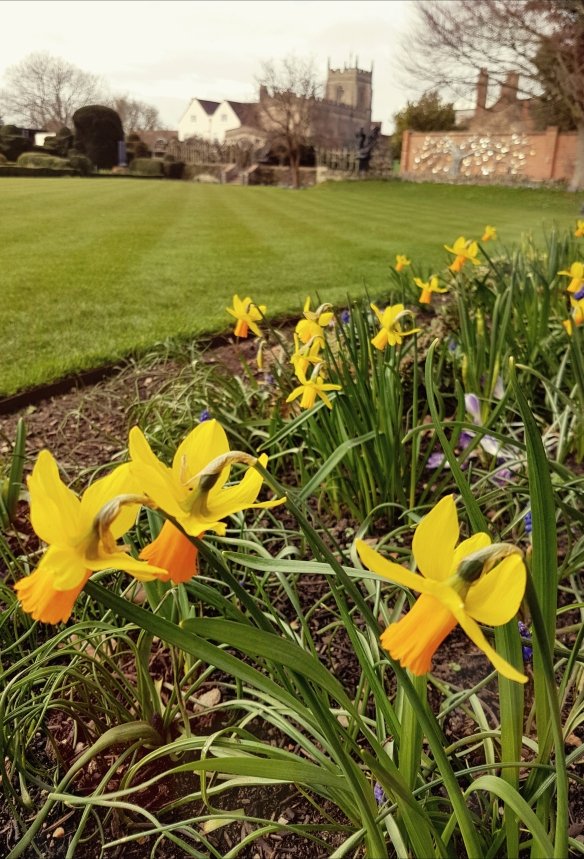 New Place, daffodils