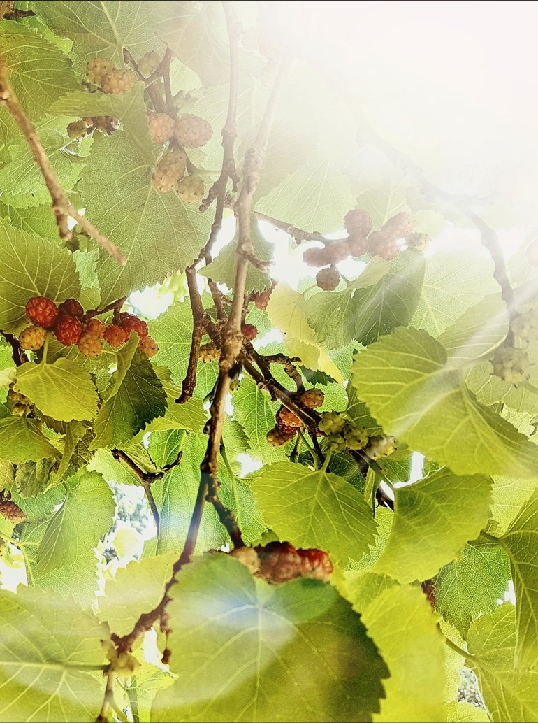 New Place; black mulberry fruit