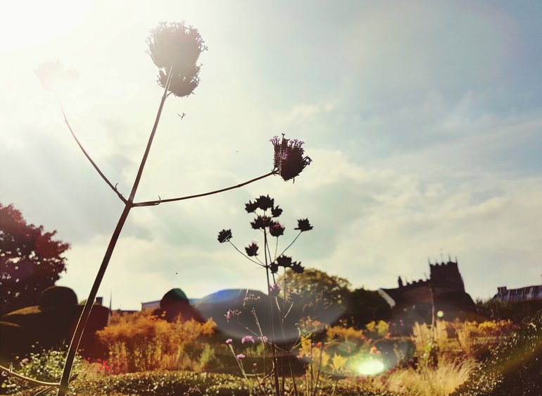New Place, verbena bonariensis
