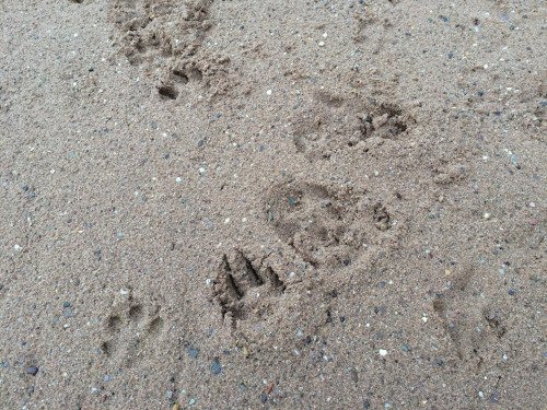 Pawprints of various animals in the prepared ground at New Place.