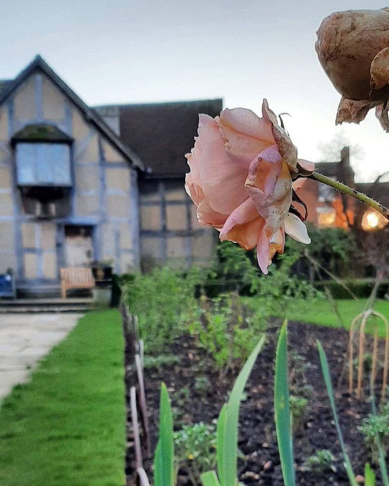 Rosa 'Sweet Juliet' holding on in the winter - Shakespeare Borders.jpg