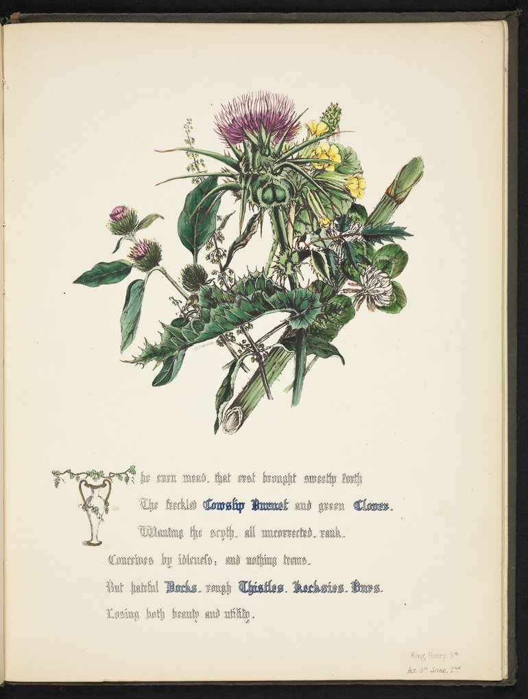 sbt-os-56-83039953-flowers-of-shakespeare-1845-plate-27 THISTLE.jpg