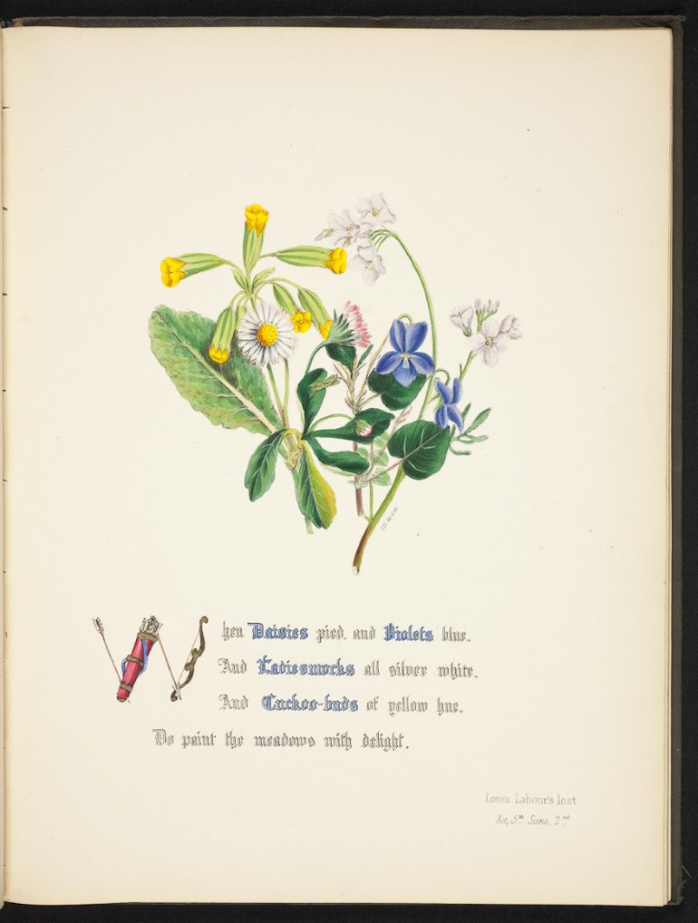 Cowslip illustration by Giraud