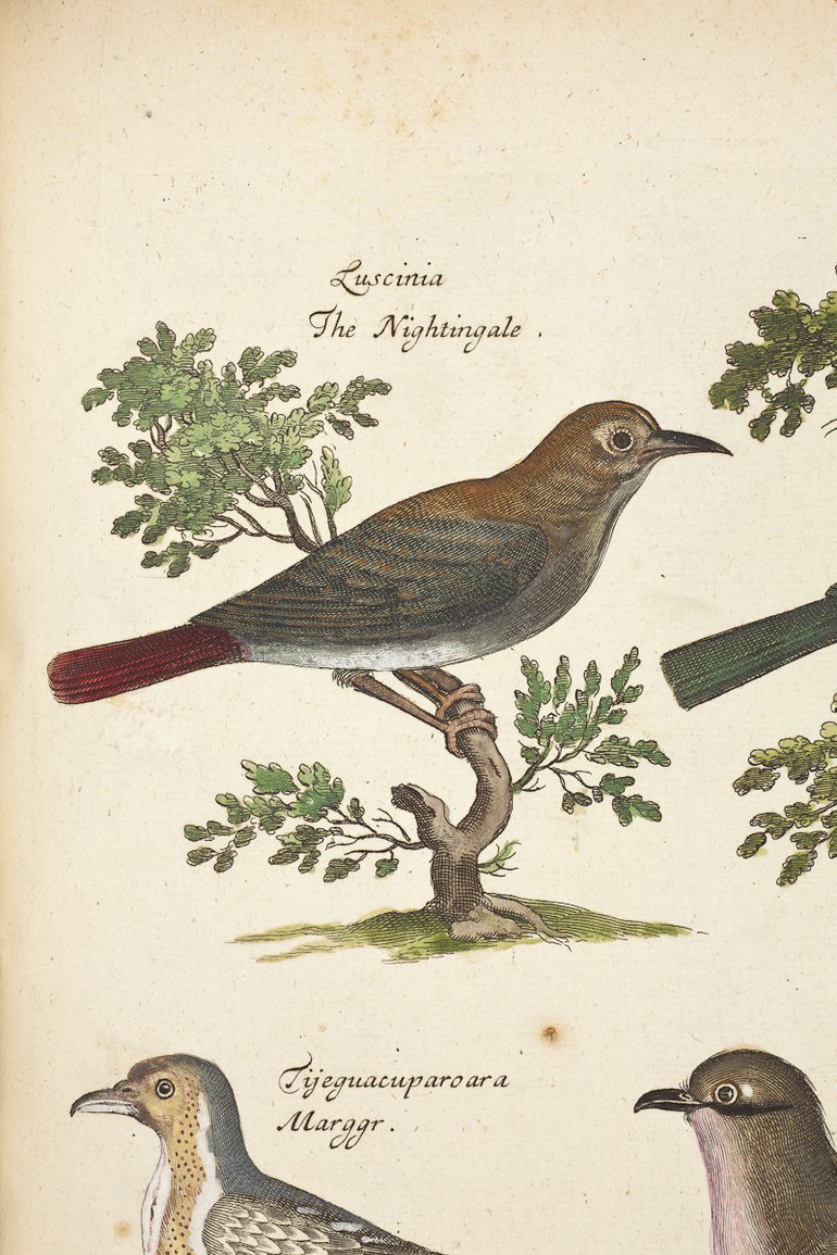 ornithology-nightingale