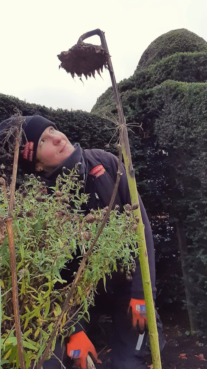 Sunflower shower head
