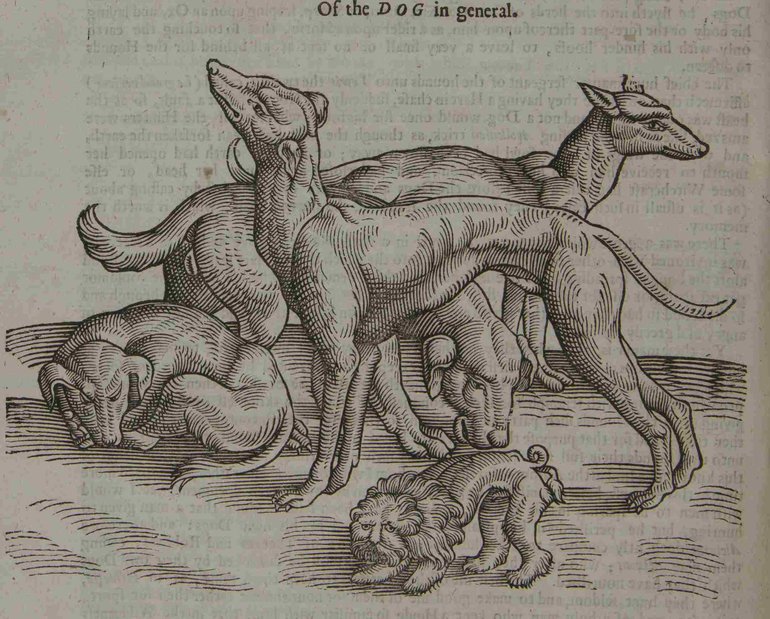 topsells book of beasts dog