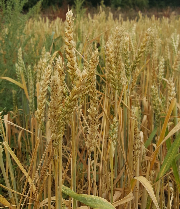Wheat at Mary Arden's Farm