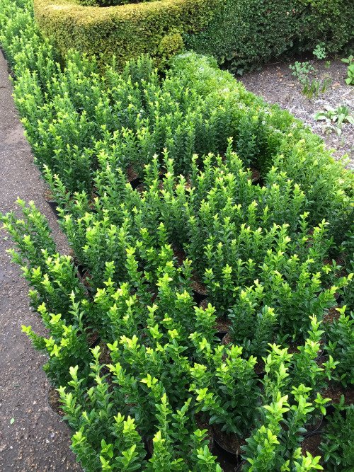 New Place Wild Bank planting of Euonymus japonica "Green Rocket",