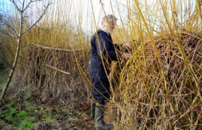 Willow Weaving at MAF