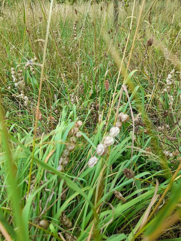 Yellow Rattle 002.jpg