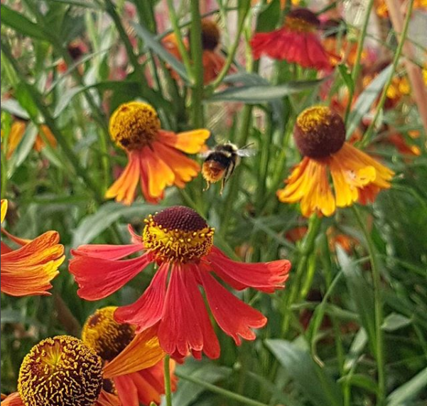 A bee on Mary Arden's farm pollinates a flower