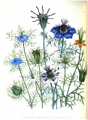 Nigella Romana